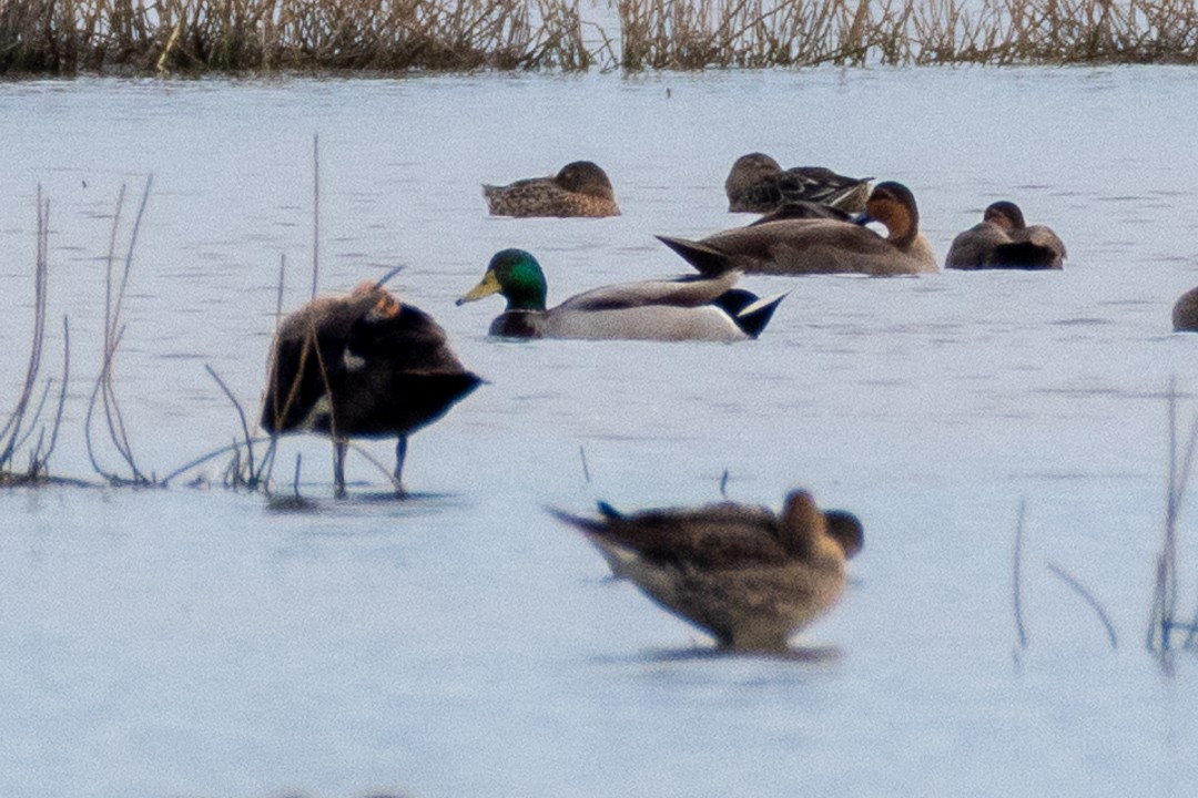 Basahatea - ML648594481