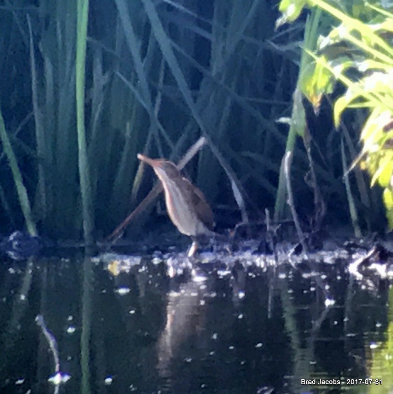 Least Bittern - ML64859611