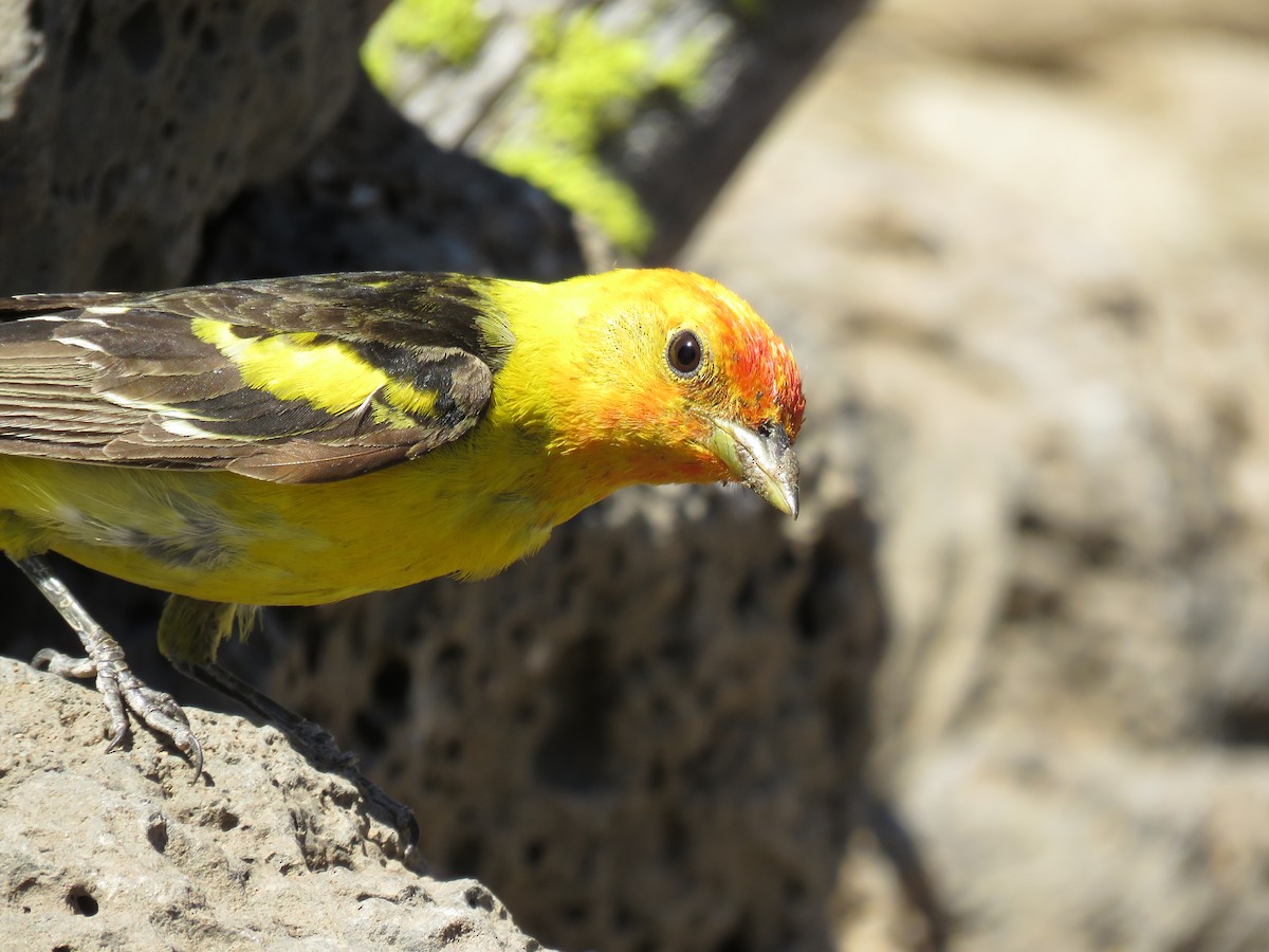Western Tanager - ML64859631
