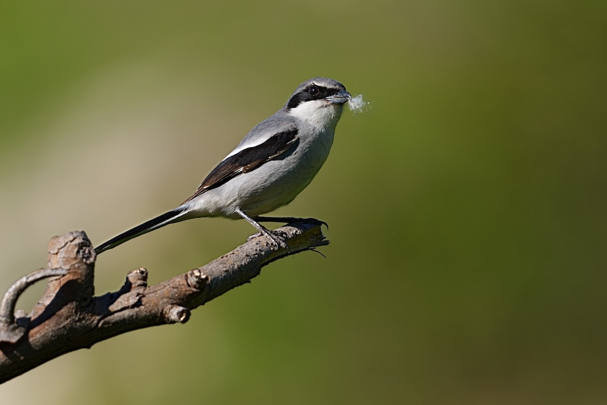 Loggerhead Shrike - ML648597642