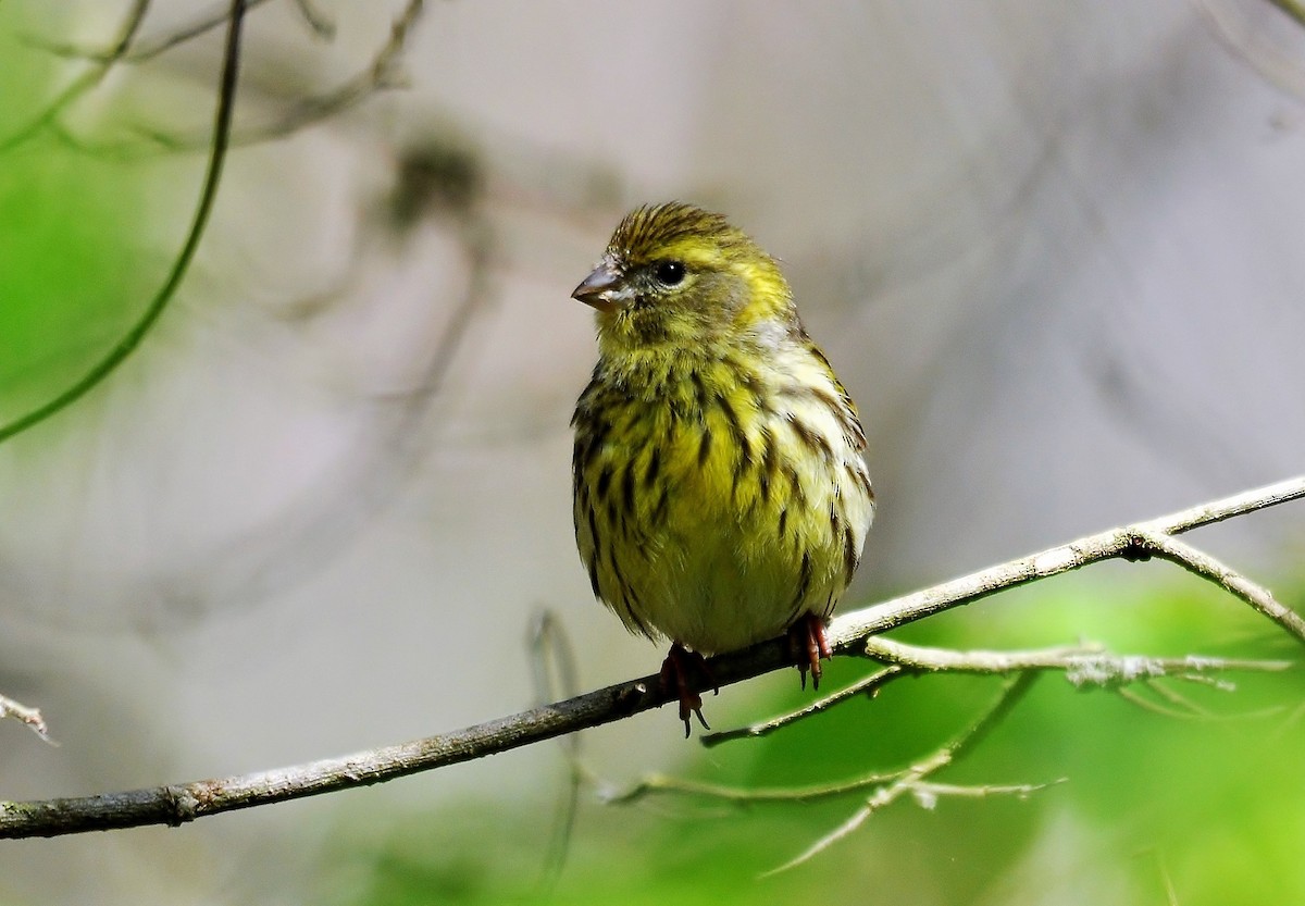 European Serin - ML648597654