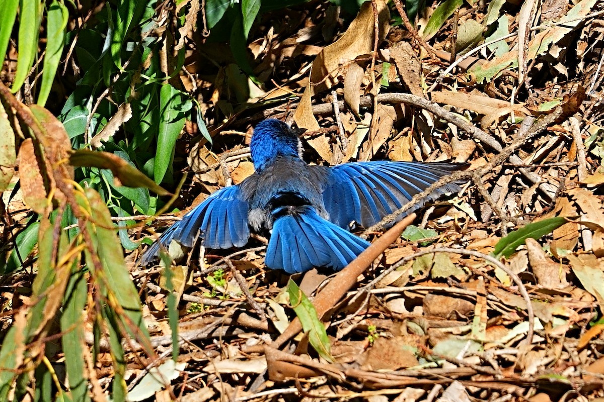 Island Scrub-Jay - ML648597687