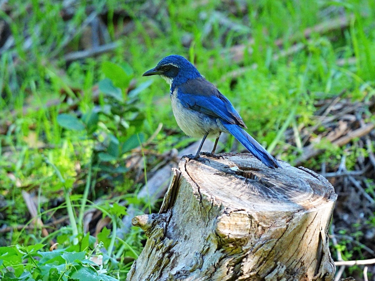 Island Scrub-Jay - ML648597715