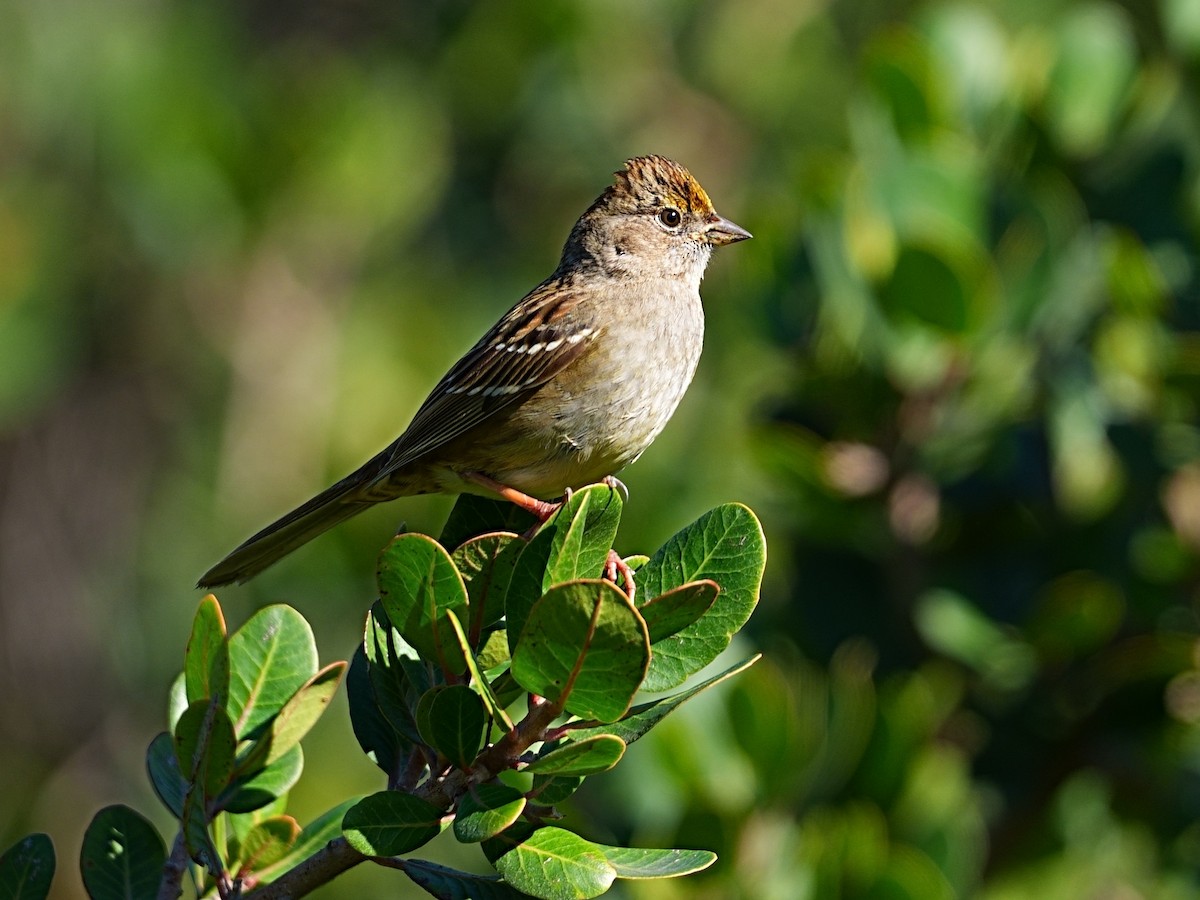 Golden-crowned Sparrow - ML648597751