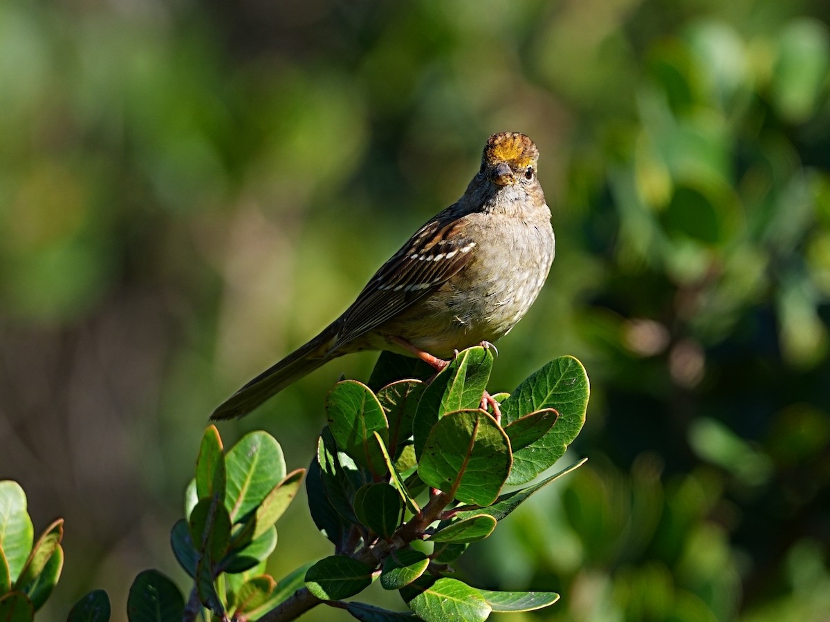 Golden-crowned Sparrow - ML648597762