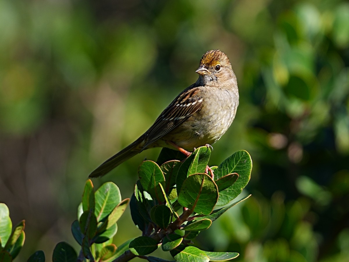 Golden-crowned Sparrow - ML648597769