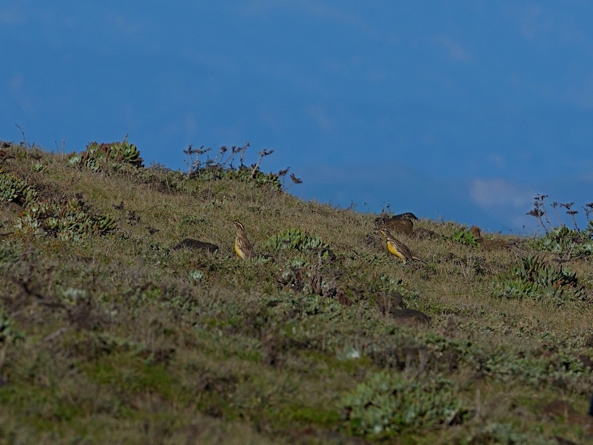 Western Meadowlark - ML648597780