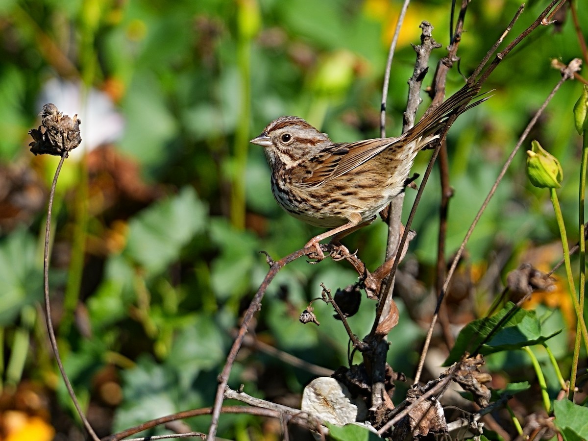 Song Sparrow (heermanni Group) - ML648597806