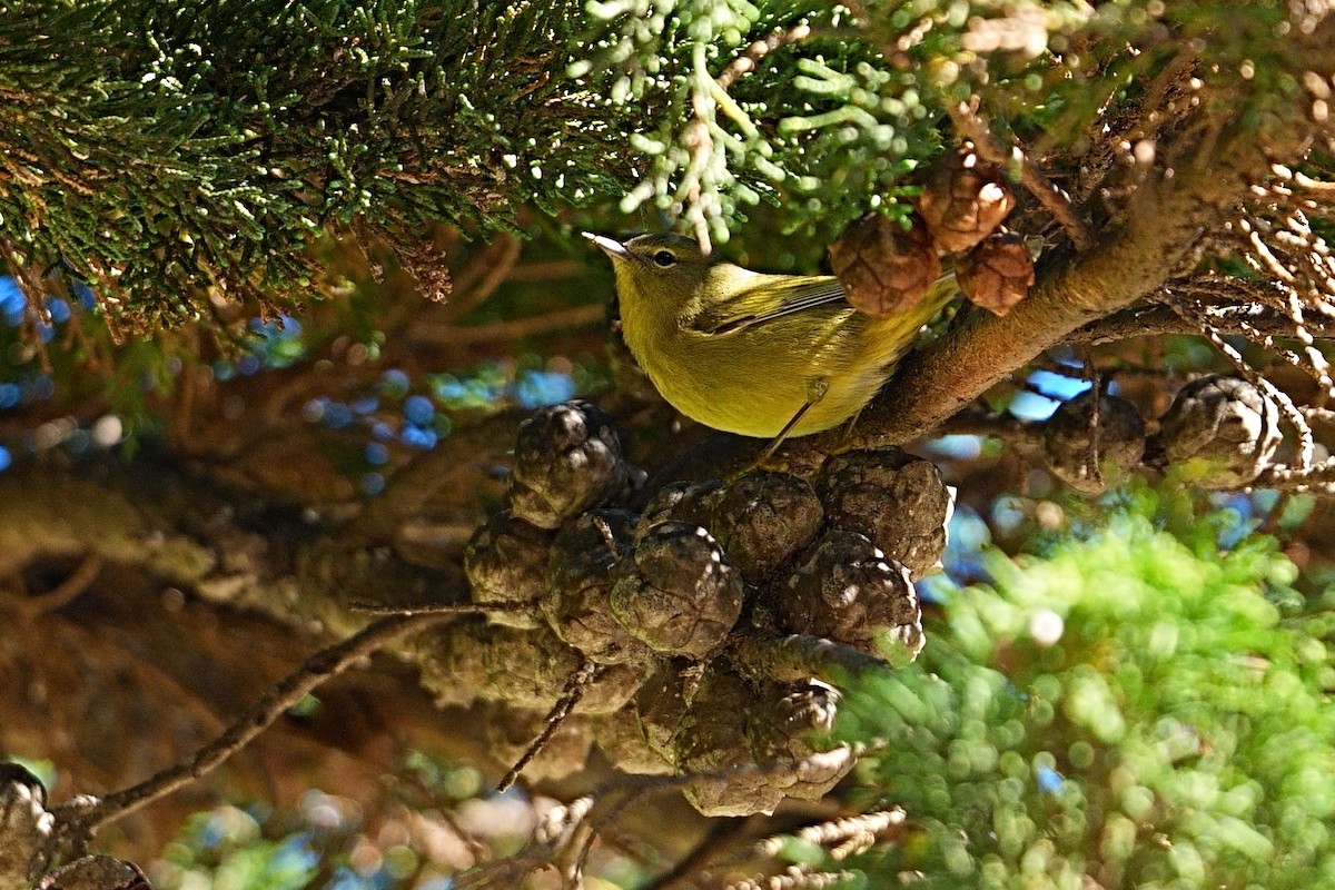 Orange-crowned Warbler (sordida) - ML648597828