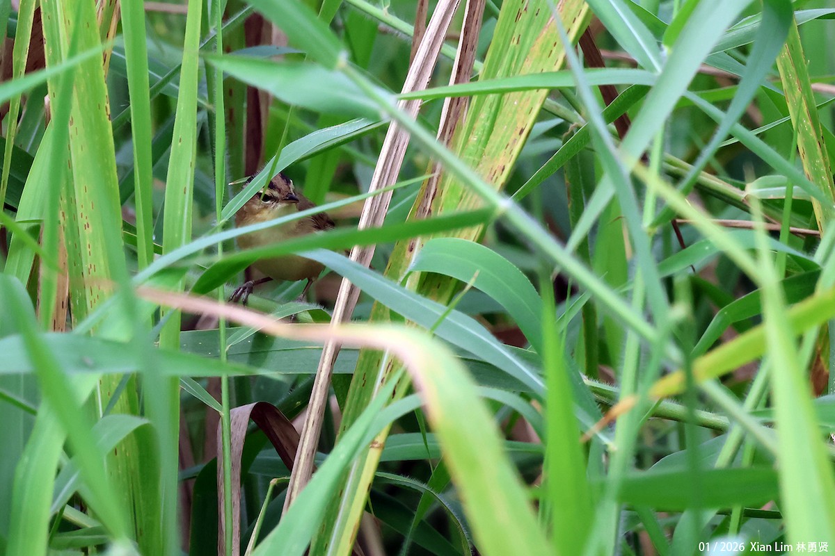 雙眉葦鶯 - ML648597918
