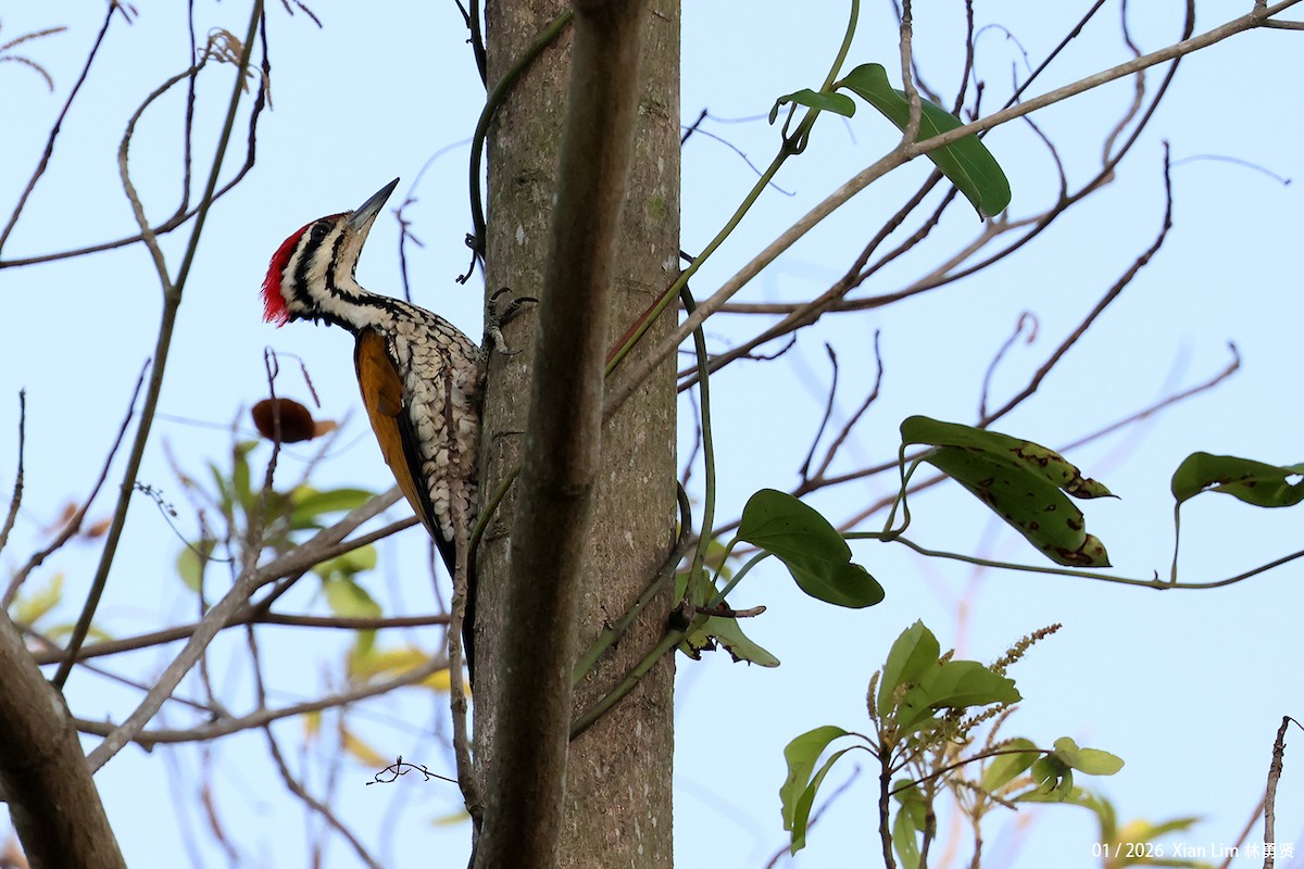 Common Flameback - ML648597966