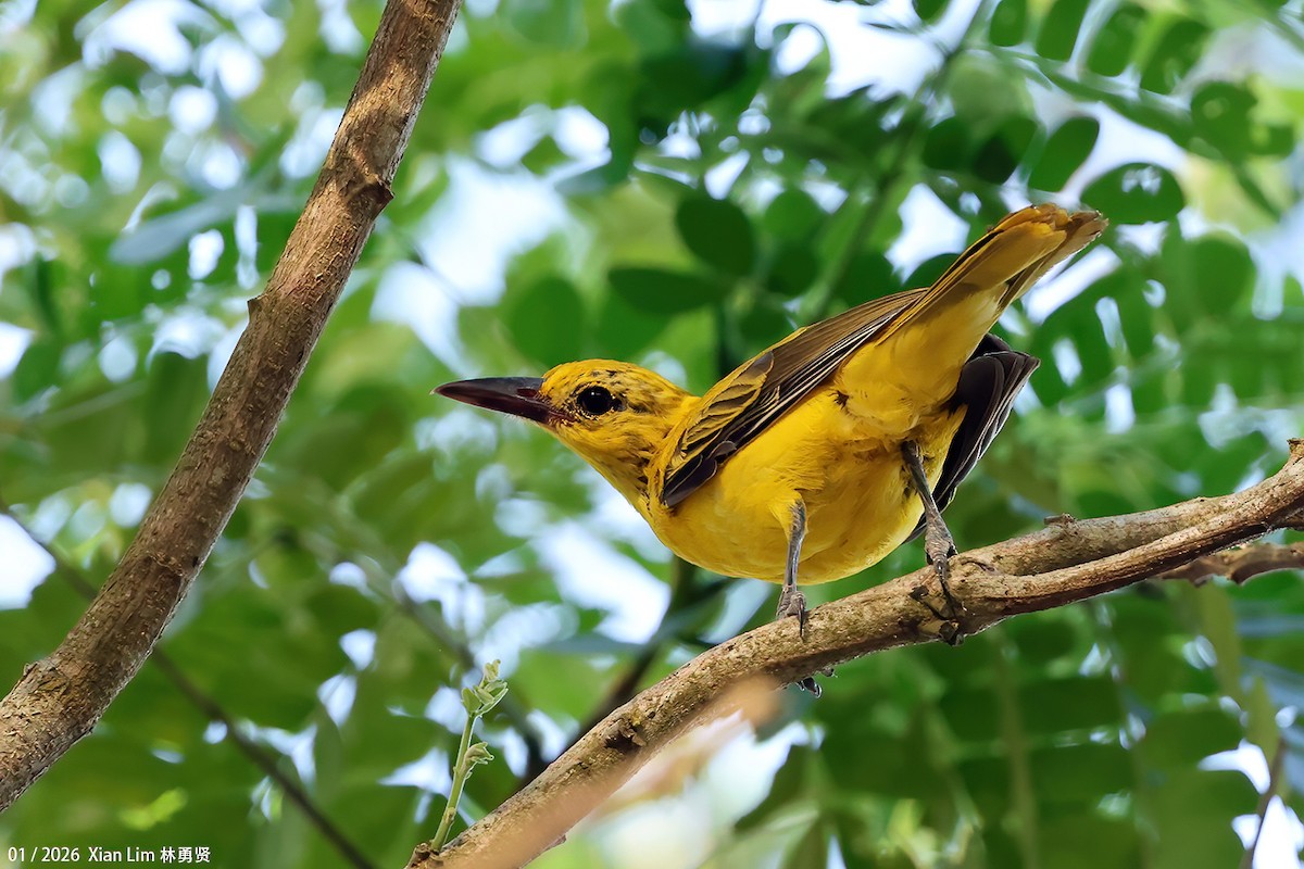 黃鸝 - ML648597982