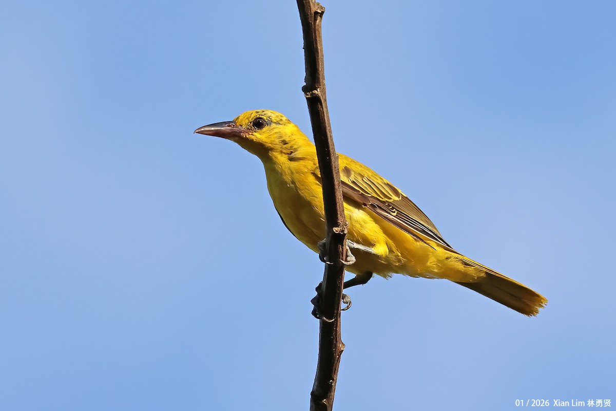 黃鸝 - ML648597983