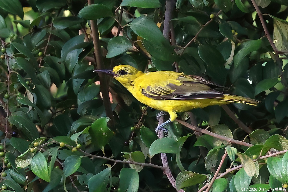 黃鸝 - ML648597984