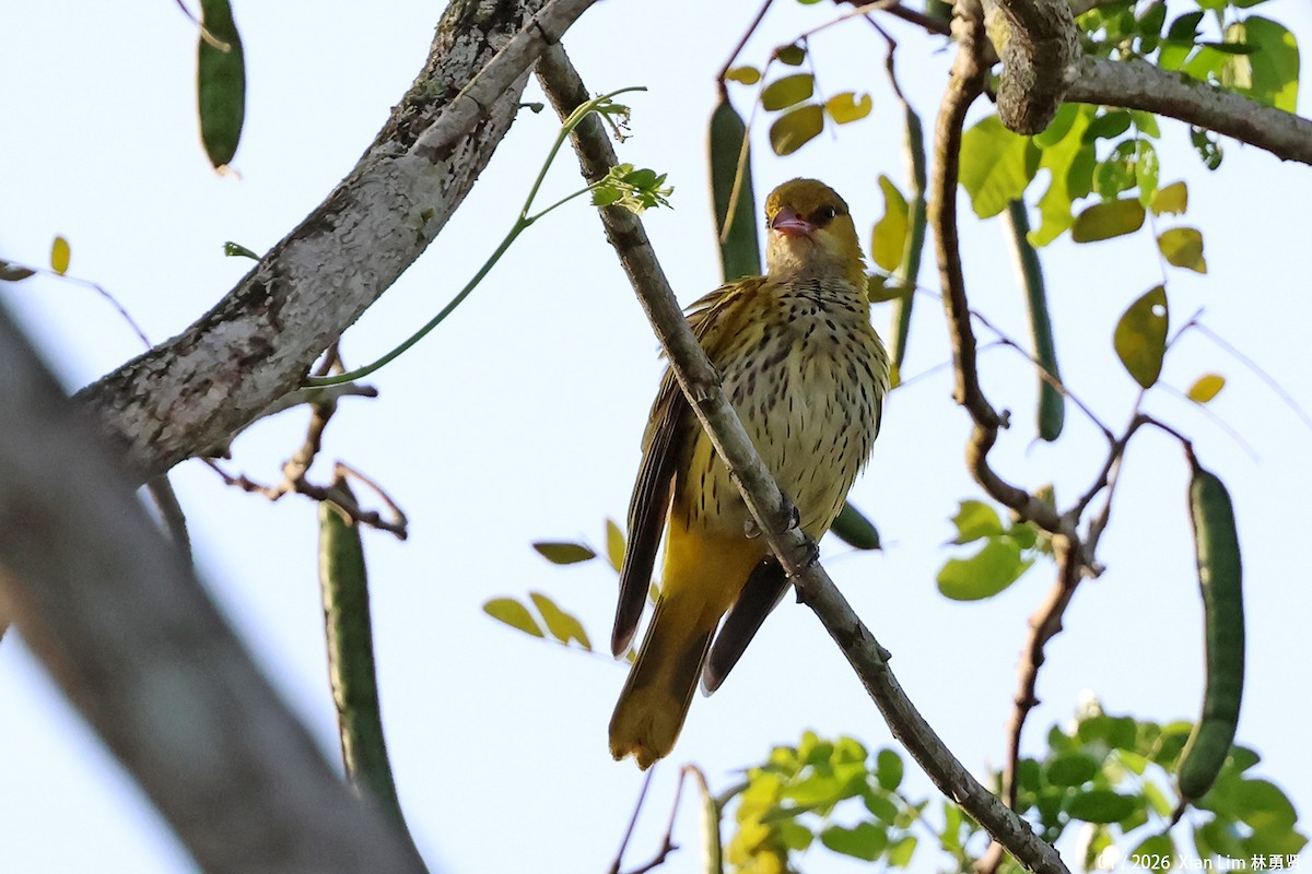 黃鸝(diffusus) - ML648597989