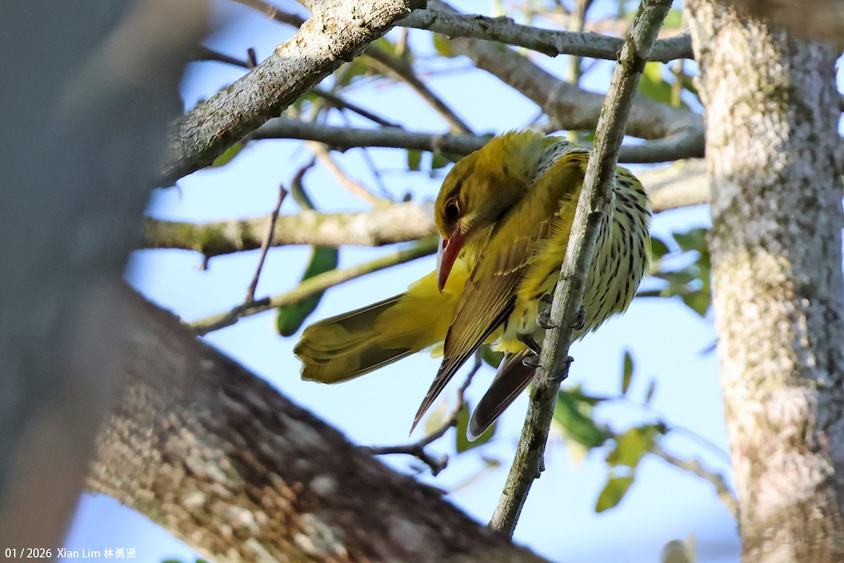 Black-naped Oriole (East Asian) - Lim Ying Hien