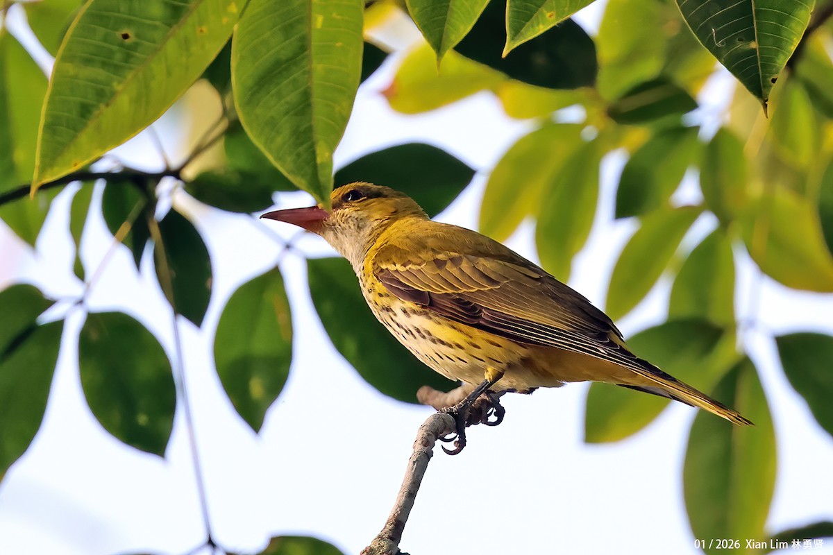 黃鸝(diffusus) - ML648597991