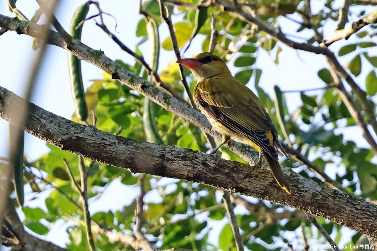 黃鸝(diffusus) - ML648597993