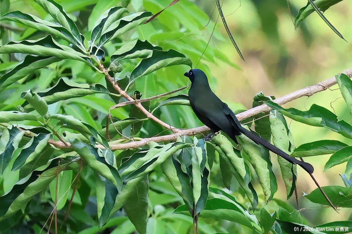 Racket-tailed Treepie - Lim Ying Hien