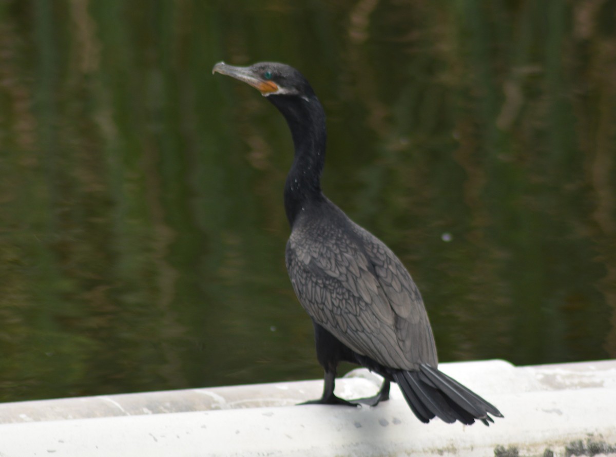 Neotropic Cormorant - ML64859821