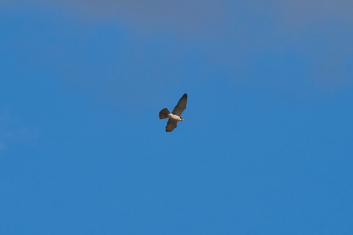 Lanner Falcon - ML648598293