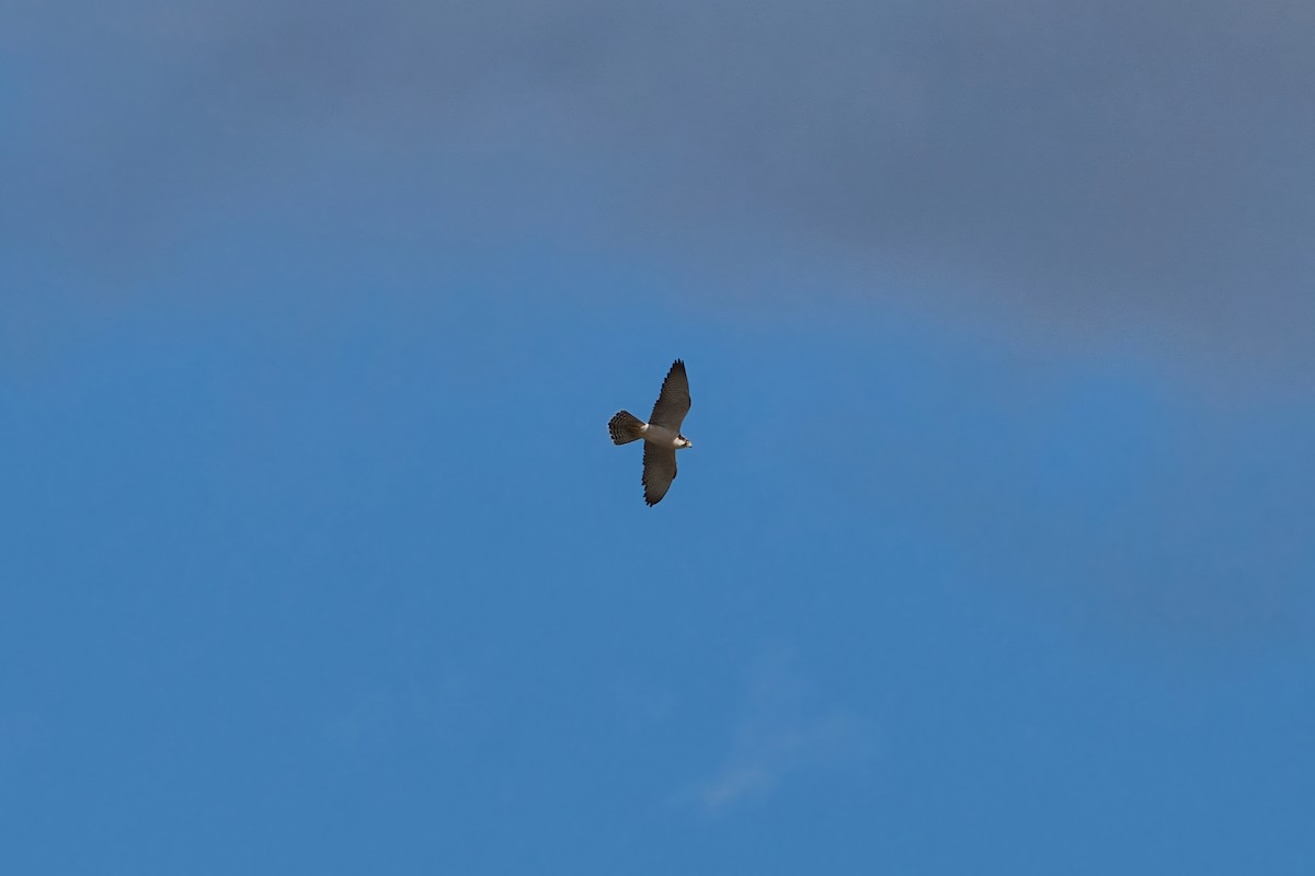 Lanner Falcon - ML648598295