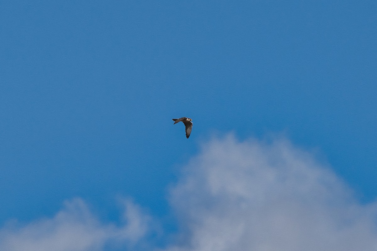 Lanner Falcon - ML648598301