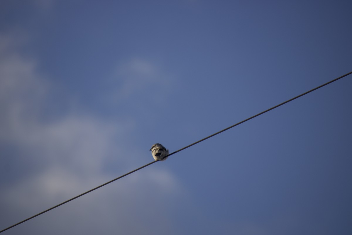 Northern Shrike - ML648598684