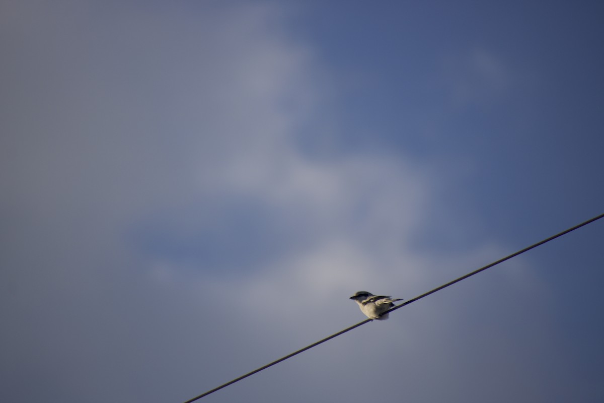 Northern Shrike - ML648598685