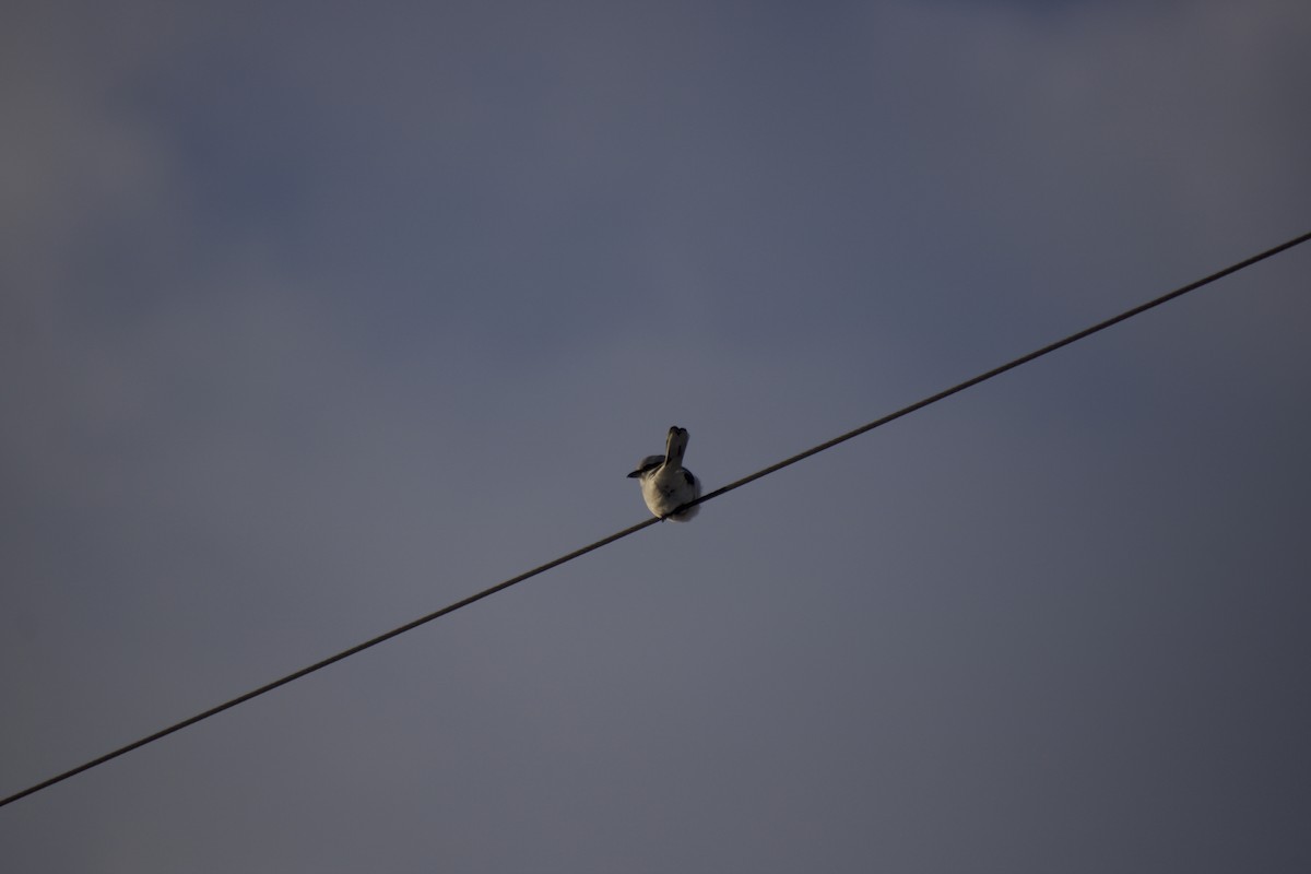 Northern Shrike - ML648598686