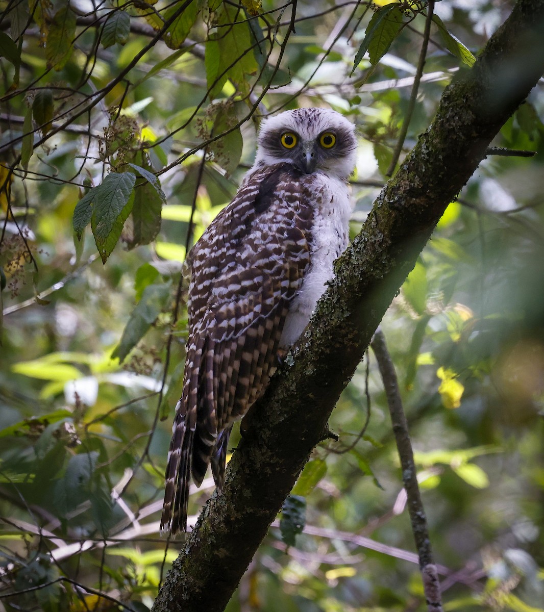 ML648599120 - Powerful Owl - Macaulay Library