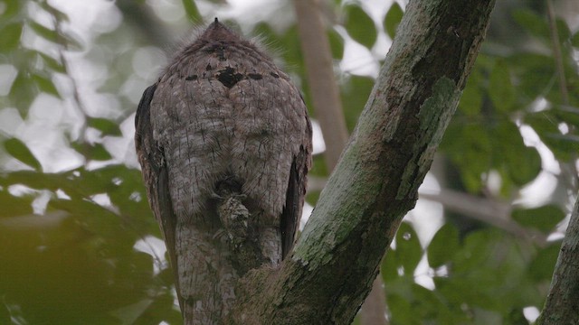 ジャマイカタチヨタカ - ML648599416