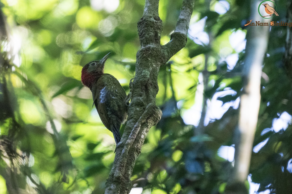 Red-collared Woodpecker - ML648599526
