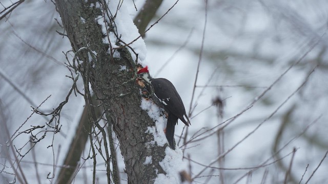 Хохлатая желна - ML648599768