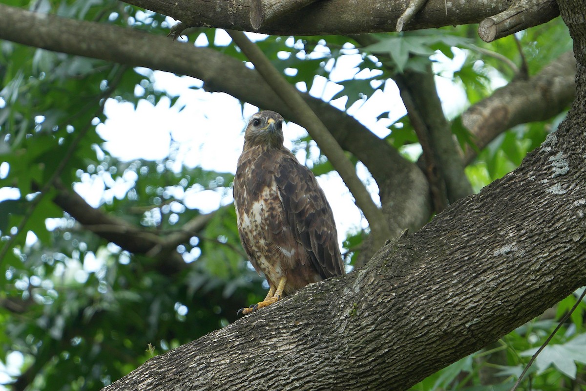 Mäusebussard (Falkenbussard) - ML648600808