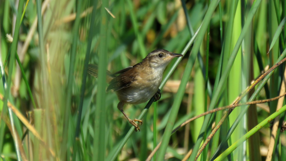 Marsh Wren - ML64860091