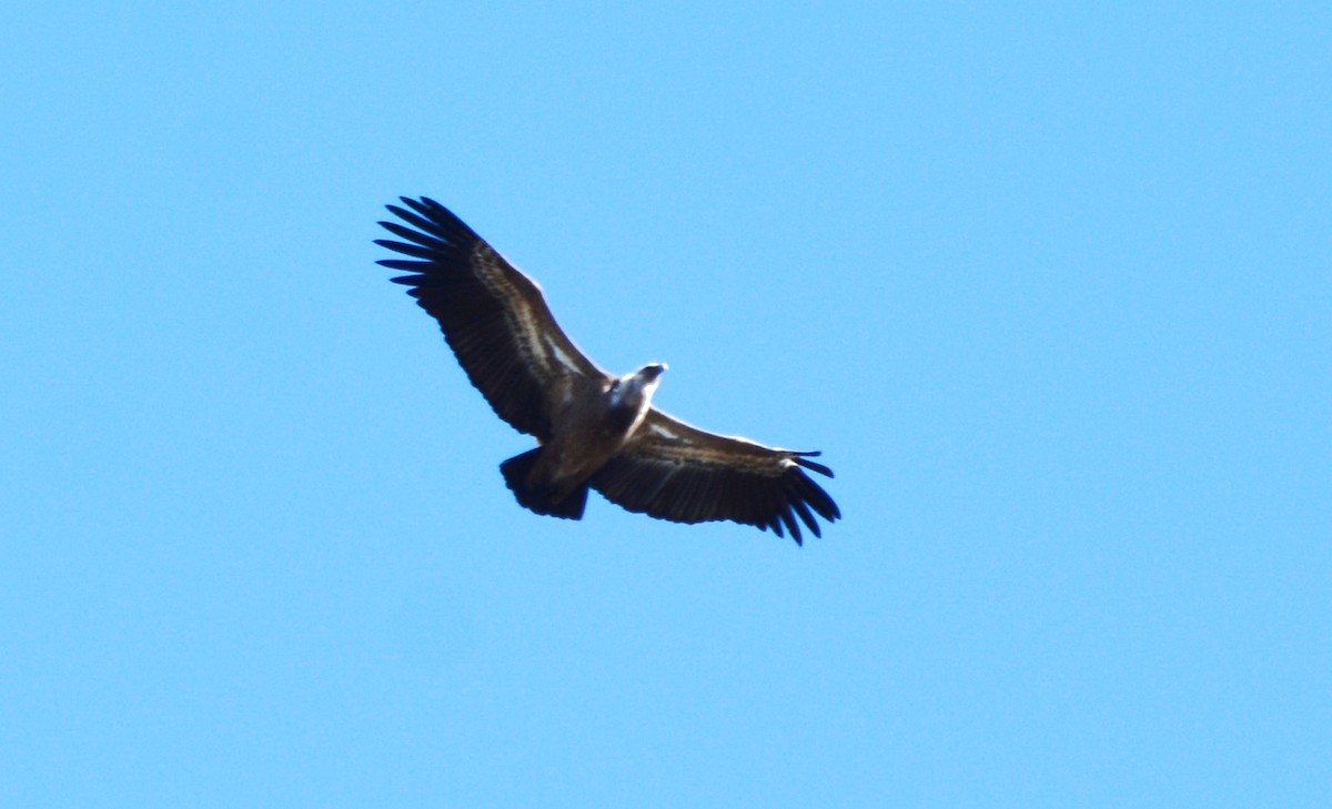 Eurasian Griffon - ML648601126