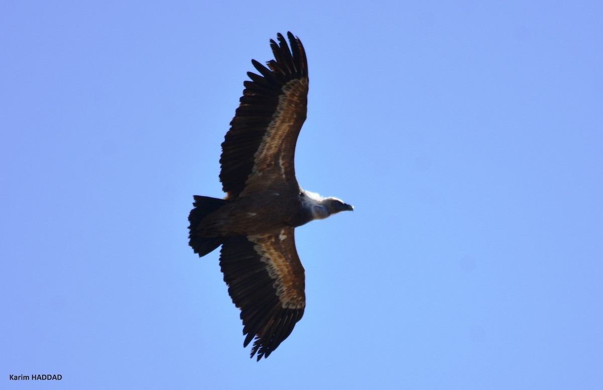 Eurasian Griffon - ML648601127