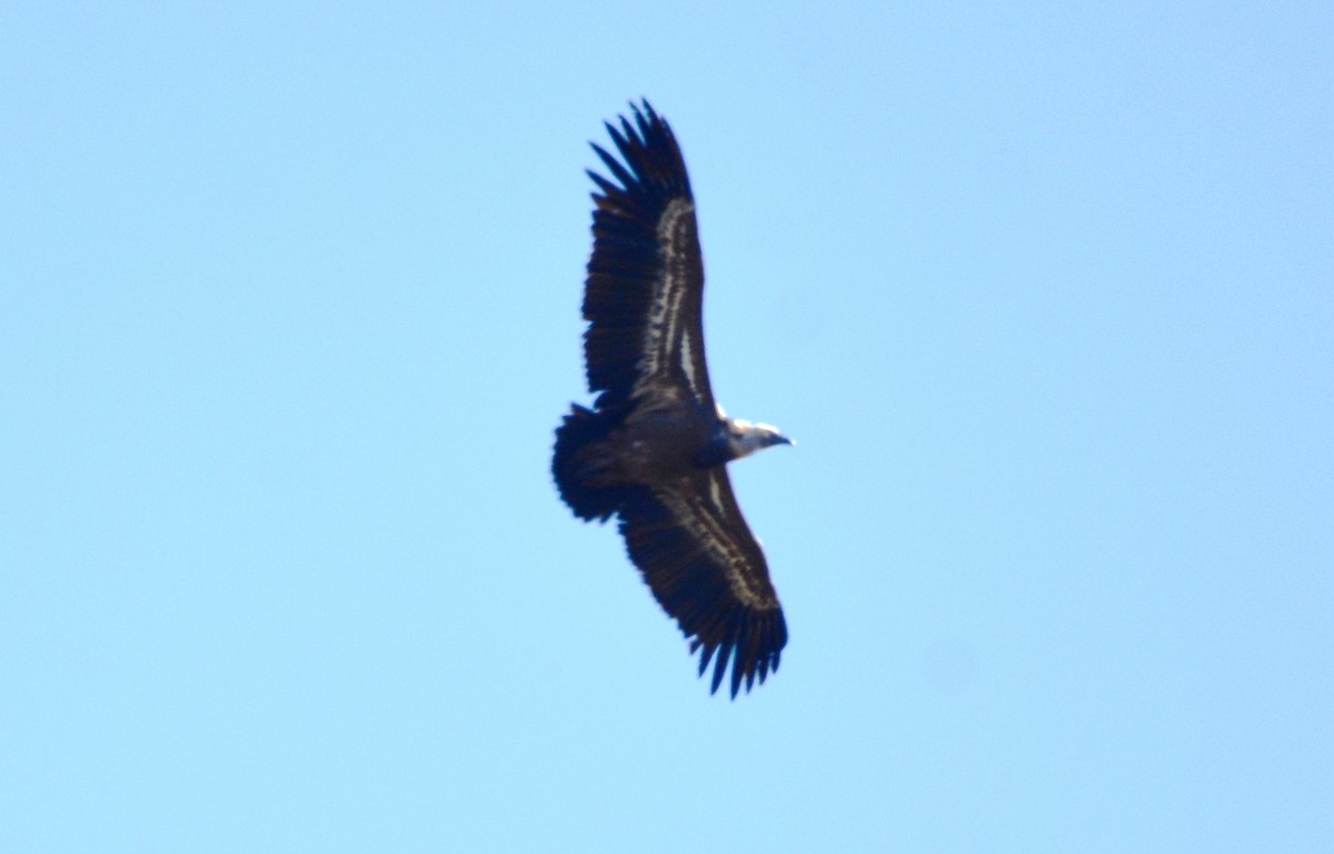 Eurasian Griffon - ML648601129