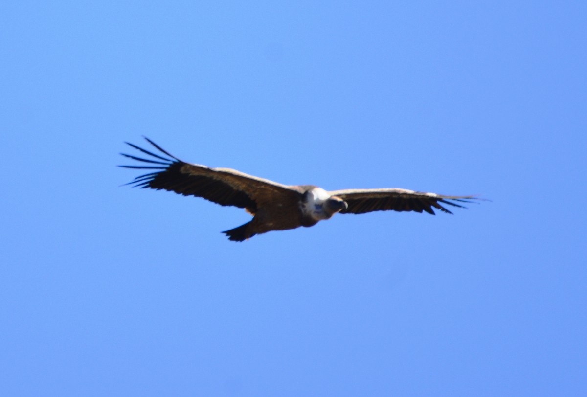 Eurasian Griffon - ML648601130