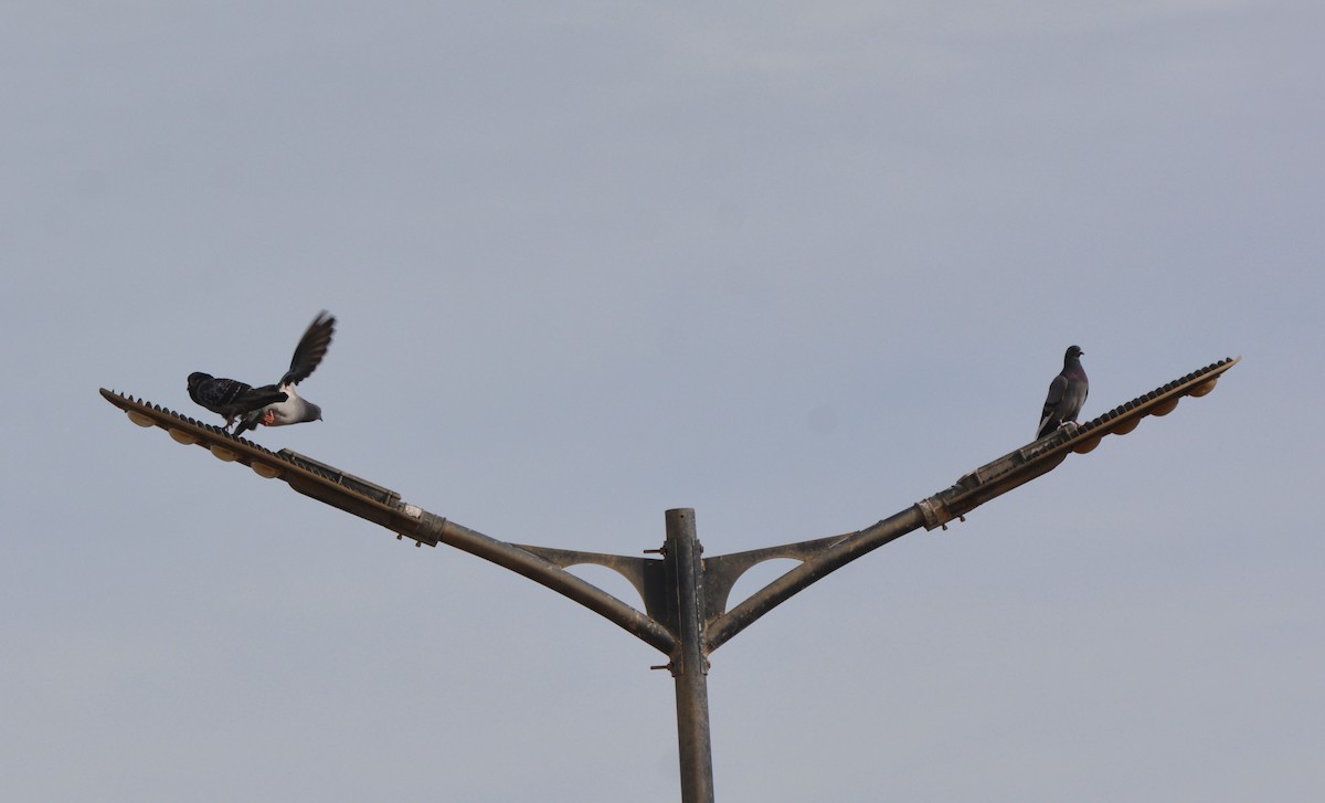 Rock Pigeon (Feral Pigeon) - ML648601303