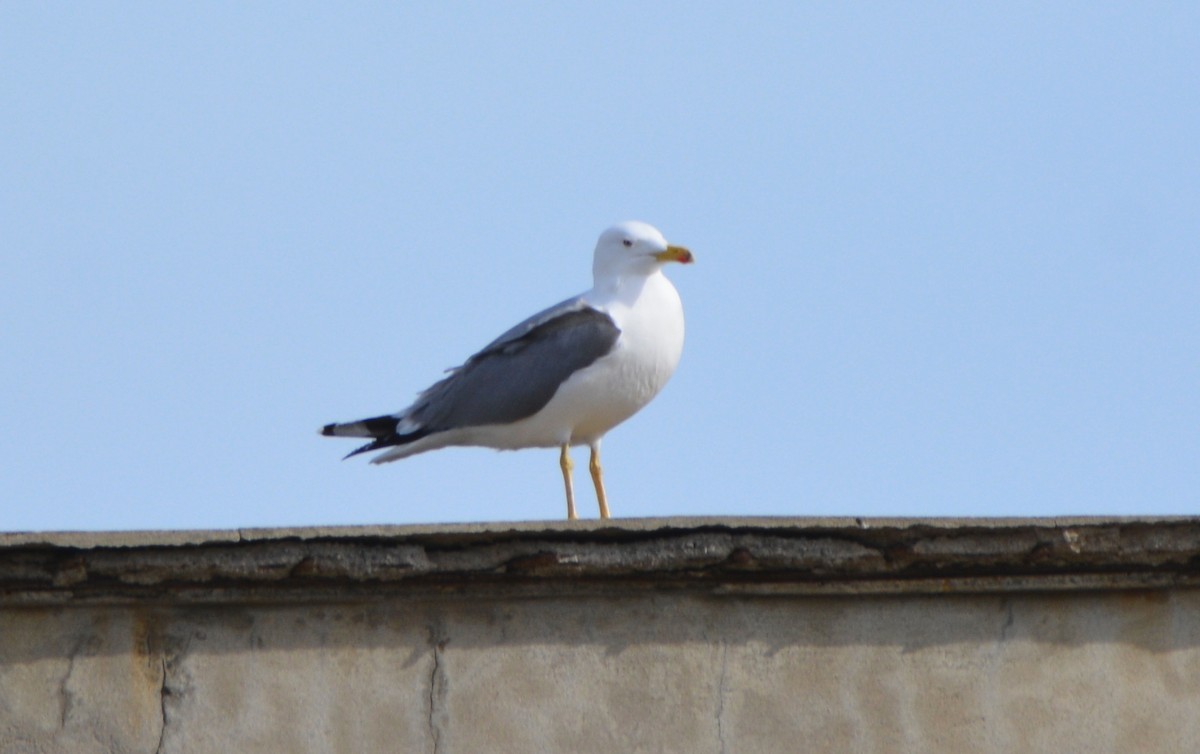 Yellow-legged Gull - ML648601321