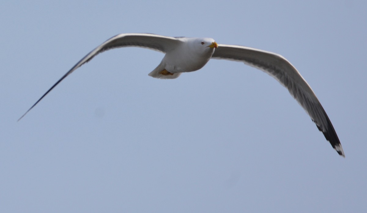Yellow-legged Gull - ML648601322