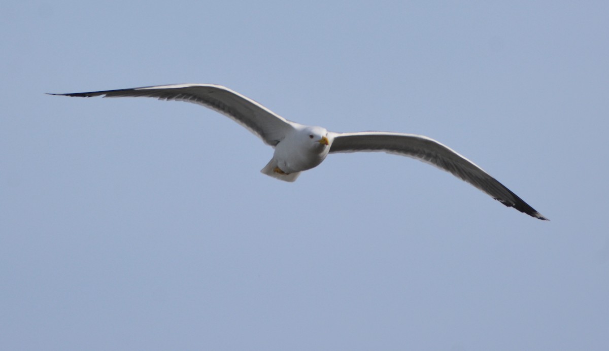 Yellow-legged Gull - ML648601323