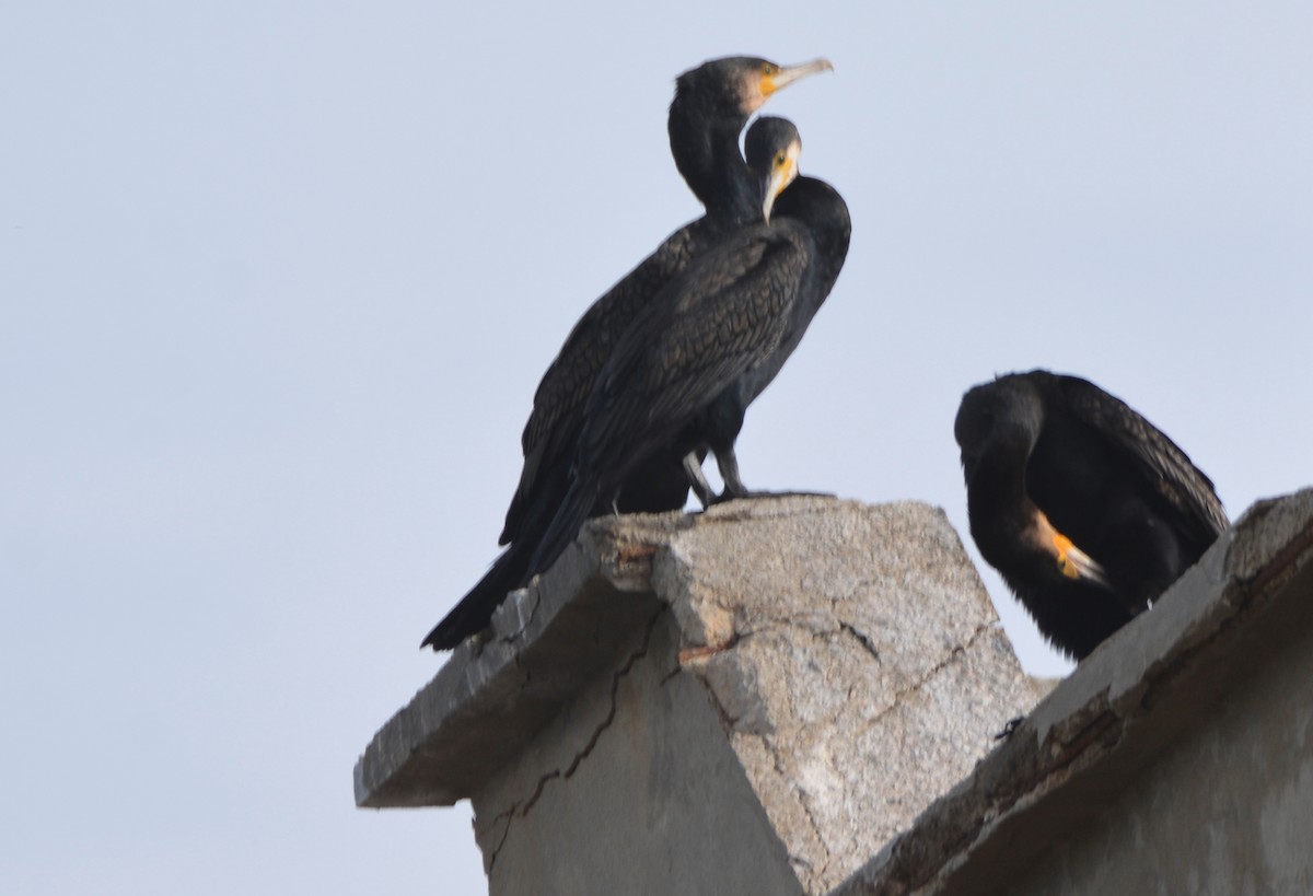 Great Cormorant - ML648601328