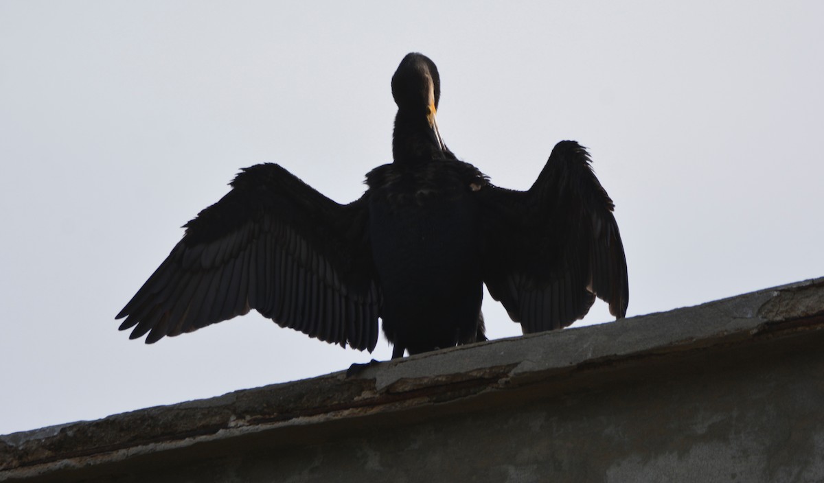 Great Cormorant - ML648601329