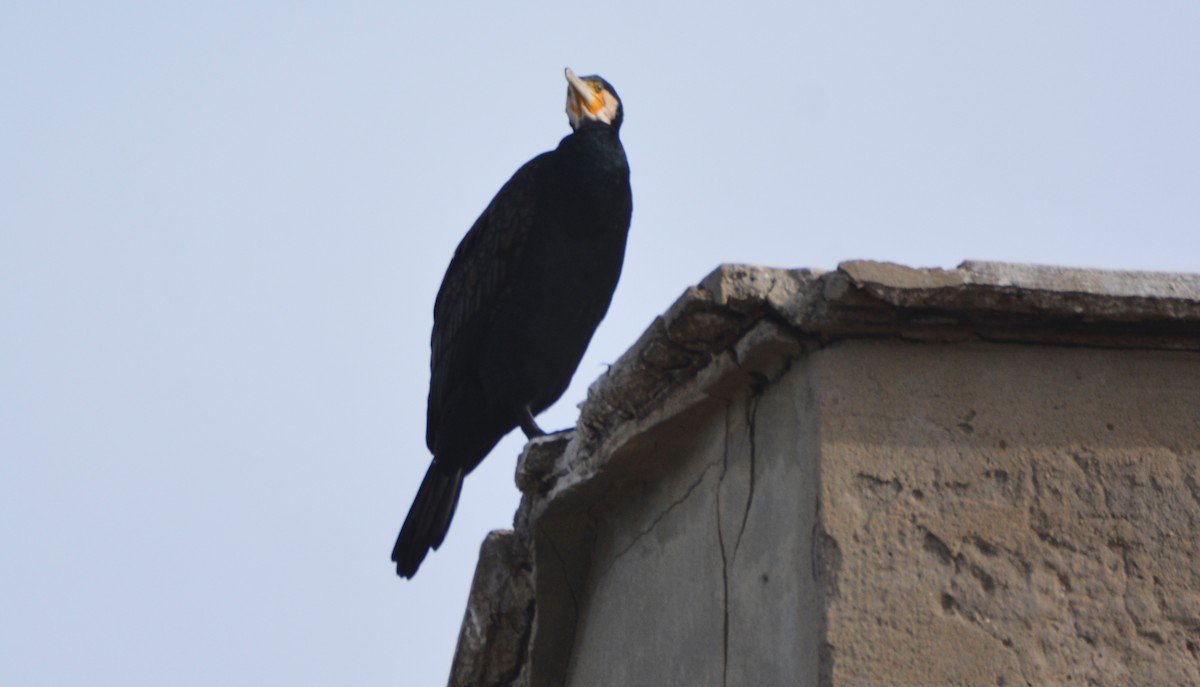 Great Cormorant - ML648601330