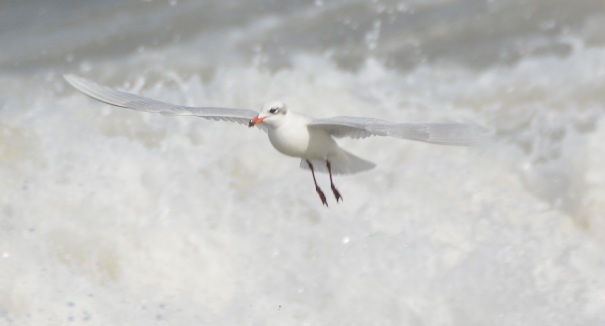 Mediterranean Gull - ML648601372
