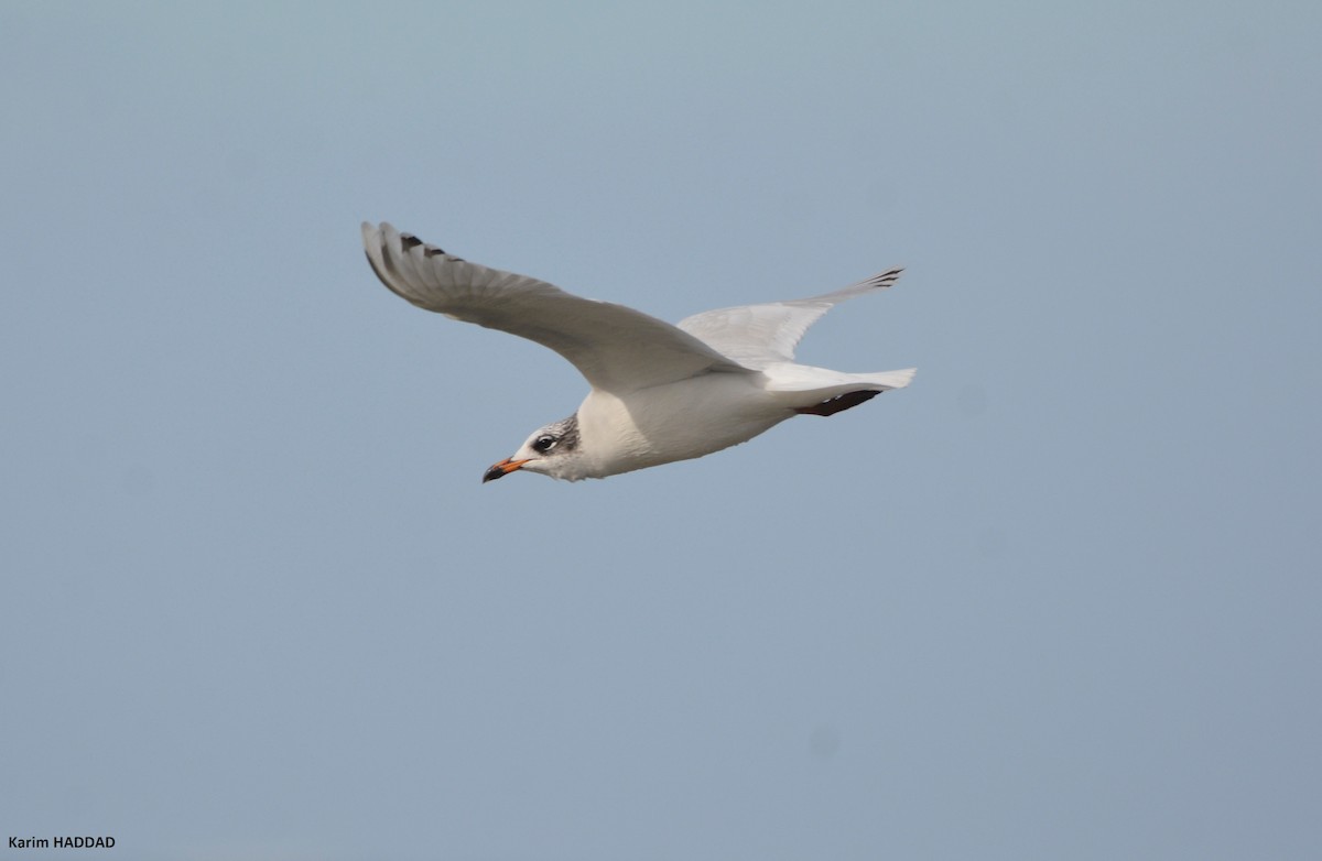 Mediterranean Gull - ML648601373