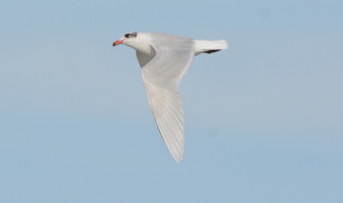 Mediterranean Gull - ML648601374
